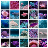 *SPOILERS* Under the Sea Unwrapped 24 pack Kismet Countdown Calendar Kit